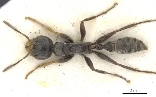 Pseudomyrmex gracilis - CASENT0902844