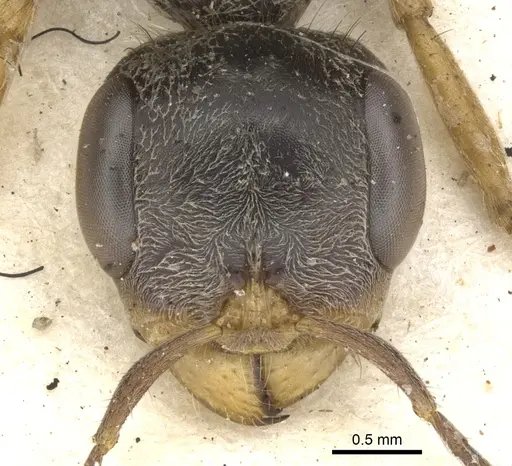 Pseudomyrmex gracilis - CASENT0902844