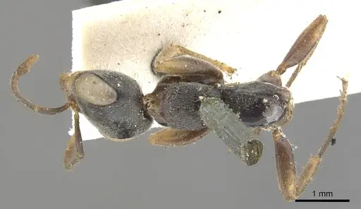 Pseudomyrmex gracilis - CASENT0902845