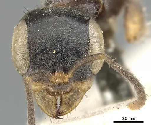 Pseudomyrmex gracilis - CASENT0902845