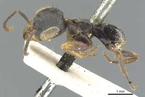 Pseudomyrmex gracilis - CASENT0902845