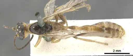 Pseudomyrmex gracilis - CASENT0902846