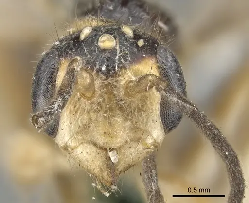 Pseudomyrmex gracilis - CASENT0902846