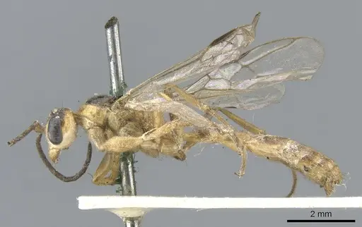 Pseudomyrmex gracilis - CASENT0902846