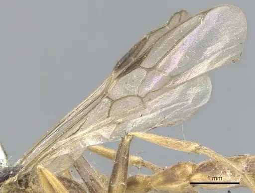 Pseudomyrmex gracilis - CASENT0902846