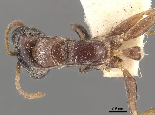 Pseudomyrmex gracilis - CASENT0907478