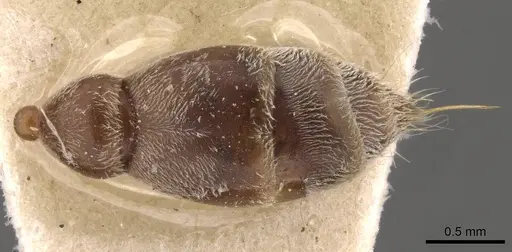 Pseudomyrmex gracilis - CASENT0907478