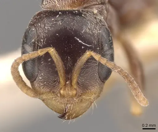 Pseudomyrmex gracilis - CASENT0907478