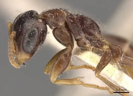 Pseudomyrmex gracilis - CASENT0907478