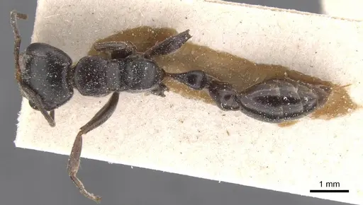 Pseudomyrmex gracilis - CASENT0915507