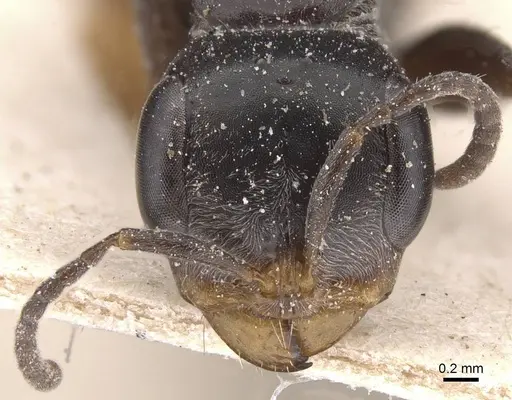 Pseudomyrmex gracilis - CASENT0915507