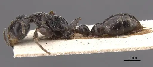 Pseudomyrmex gracilis - CASENT0915507