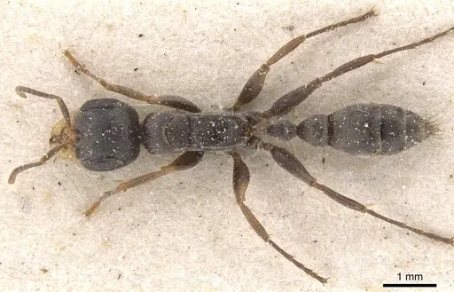 Pseudomyrmex gracilis - CASENT0915508