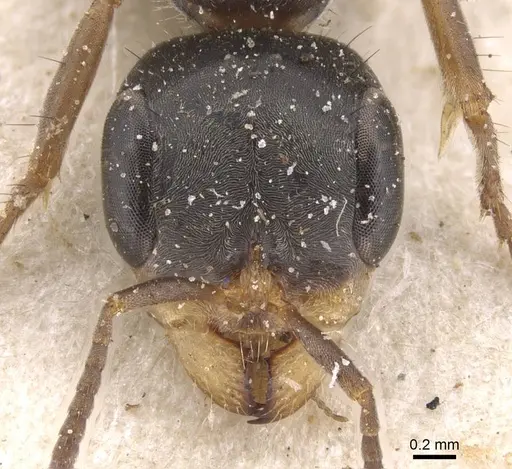 Pseudomyrmex gracilis - CASENT0915508