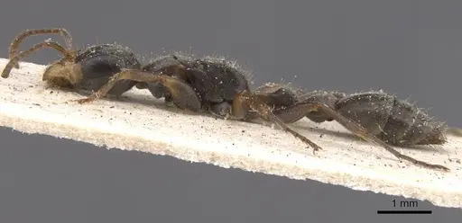 Pseudomyrmex gracilis - CASENT0915508