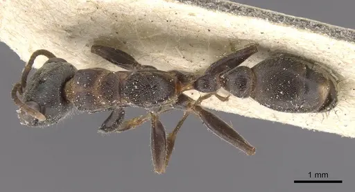Pseudomyrmex gracilis - CASENT0915509