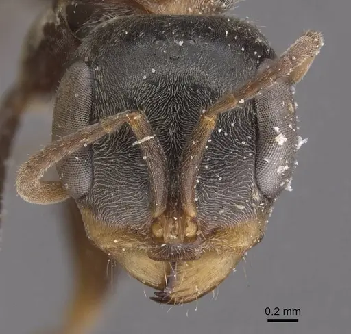 Pseudomyrmex gracilis - CASENT0915509