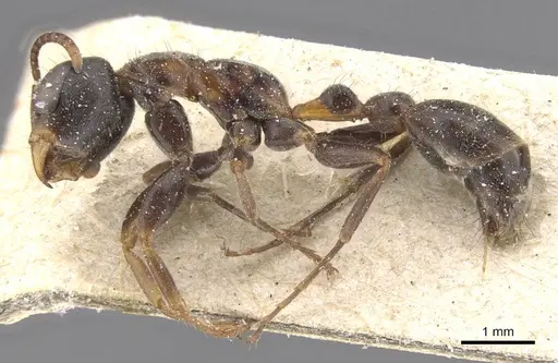 Pseudomyrmex gracilis - CASENT0915509