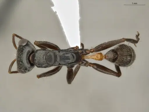 Pseudomyrmex gracilis - ECOFOG-TR17-0308-02