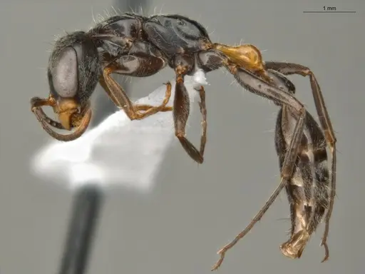 Pseudomyrmex gracilis - ECOFOG-TR17-0308-02