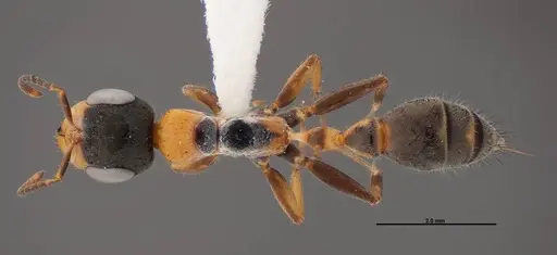 Pseudomyrmex gracilis - FMNHINS0000078508