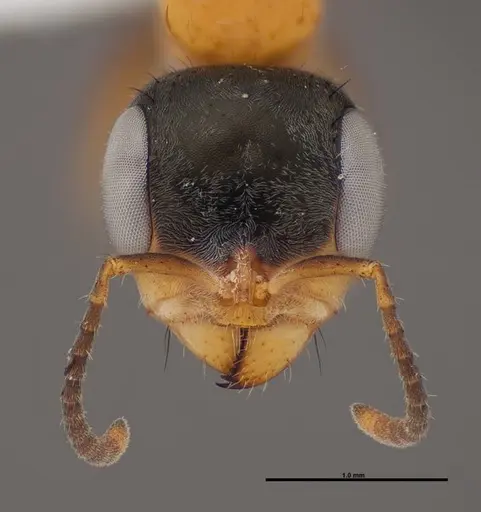 Pseudomyrmex gracilis - FMNHINS0000078508