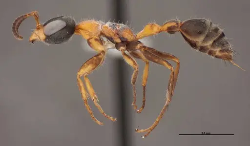 Pseudomyrmex gracilis - FMNHINS0000078508