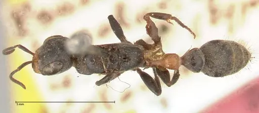 Pseudomyrmex gracilis - FOCOL0524