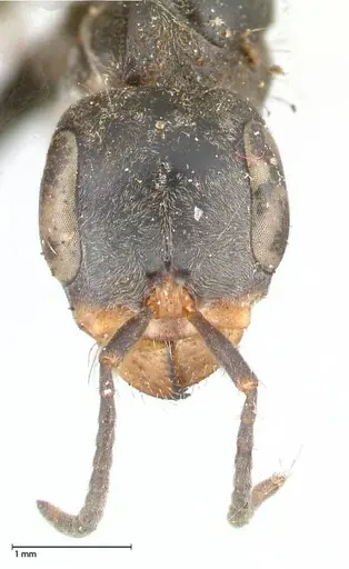 Pseudomyrmex gracilis - FOCOL0524