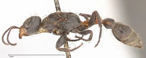 Pseudomyrmex gracilis - FOCOL0524