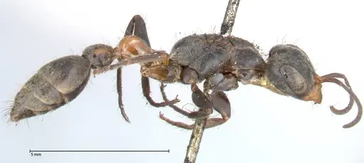 Pseudomyrmex gracilis - FOCOL0524