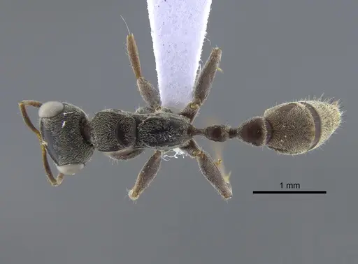 Pseudomyrmex gracilis - IAVH-E-262143