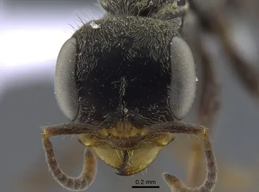 Pseudomyrmex gracilis - IAVH-E-262143