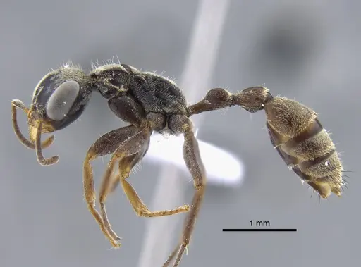 Pseudomyrmex gracilis - IAVH-E-262143