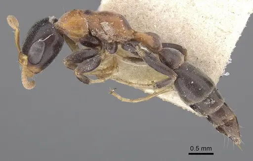 Pseudomyrmex haytianus specimen