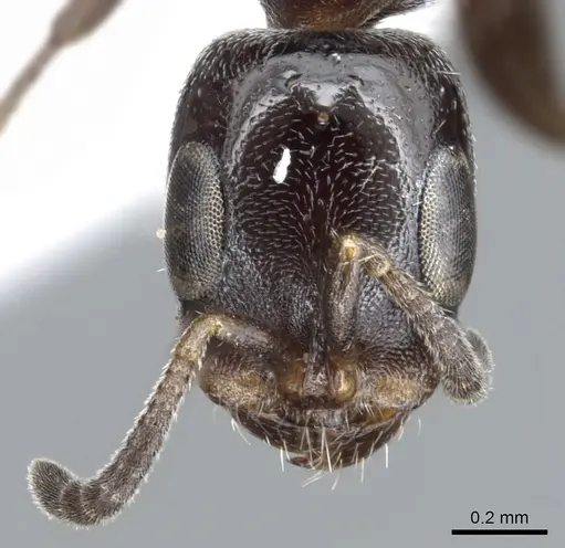 Pseudomyrmex hesperius specimen