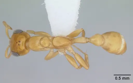 Pseudomyrmex holmgreni specimen