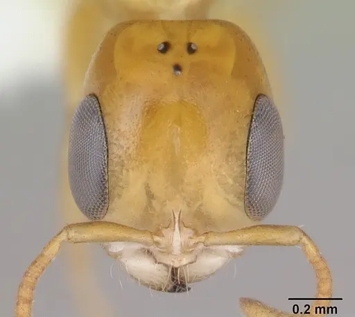 Pseudomyrmex holmgreni specimen