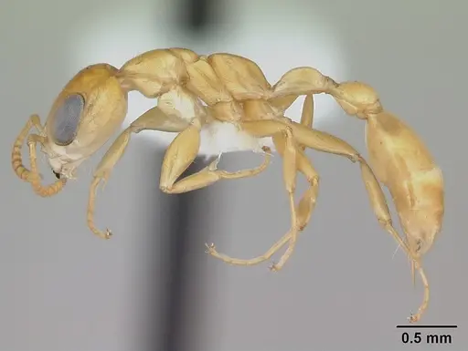 Pseudomyrmex holmgreni specimen