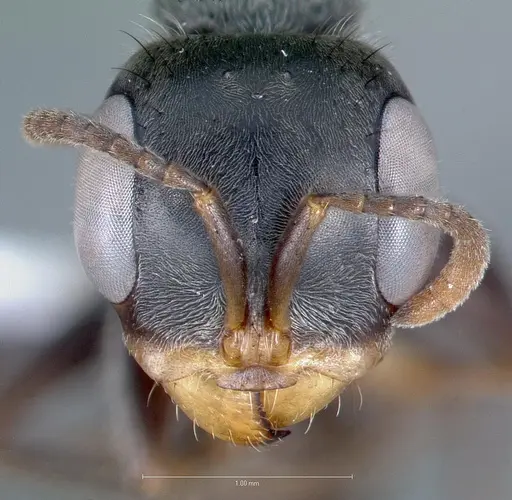 Pseudomyrmex hospitalis specimen