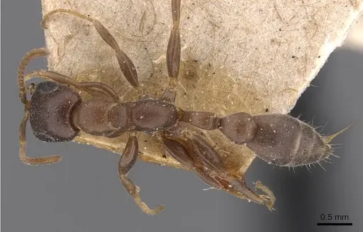 Pseudomyrmex incurrens specimen