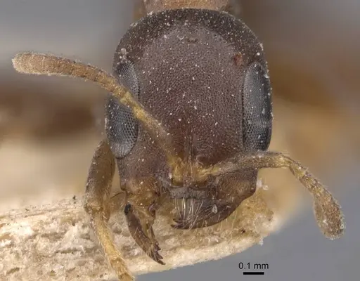 Pseudomyrmex incurrens specimen