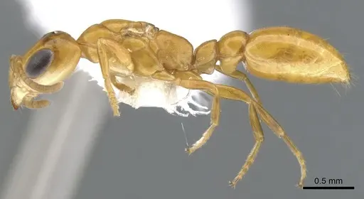 Pseudomyrmex inquilinus specimen