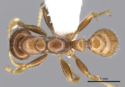 Pseudomyrmex insuavis specimen