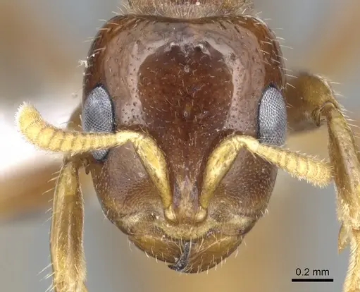 Pseudomyrmex insuavis specimen