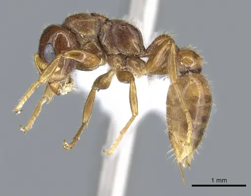 Pseudomyrmex insuavis specimen