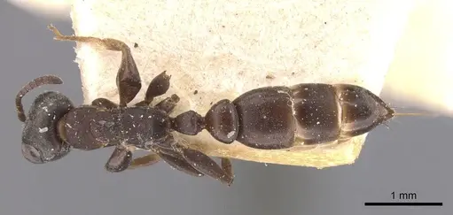 Pseudomyrmex ita specimen