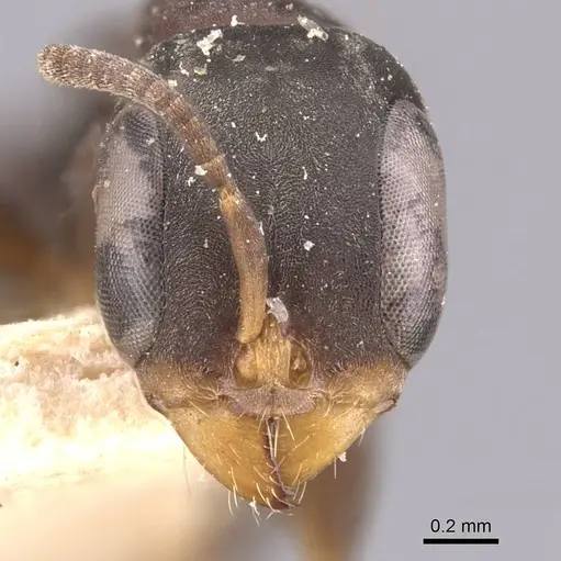 Pseudomyrmex ita specimen