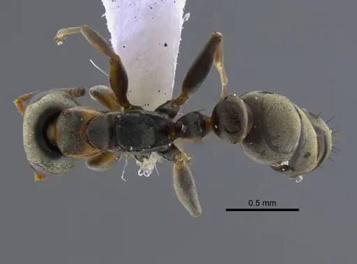 Pseudomyrmex ita - CBUMAGENT41806