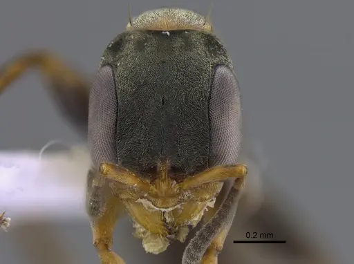 Pseudomyrmex ita - CBUMAGENT41806